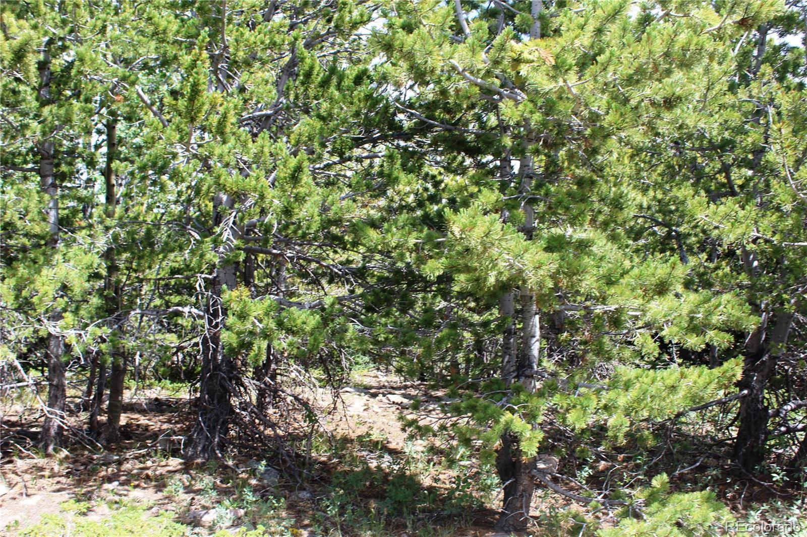00 Fs 411.1 Black Hawk CO 80422