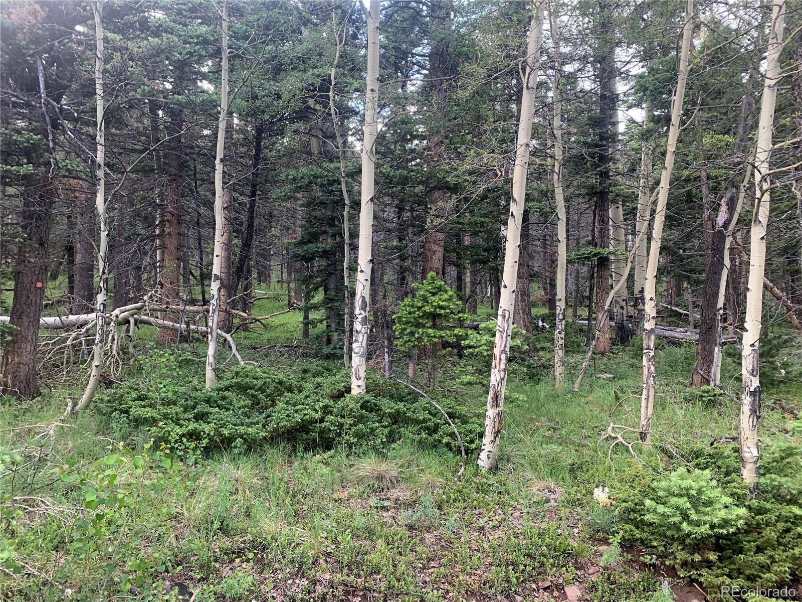 2952 Larry Place Fort Garland CO 81133