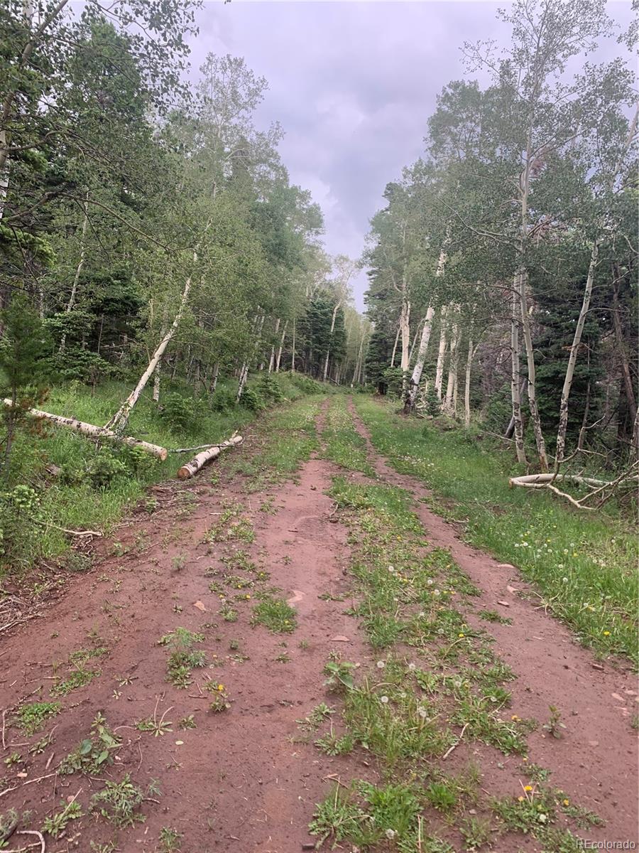 2952 Larry Place Fort Garland CO 81133