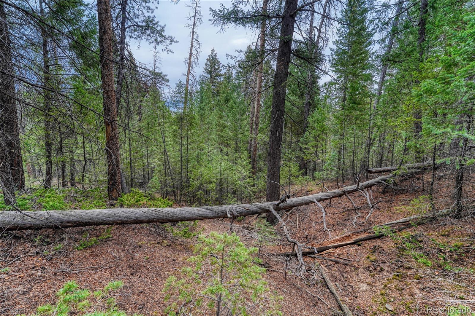 33864 Bergen View Trail Evergreen CO 80439