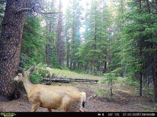 585 Porcupine Road Fairplay CO 80440