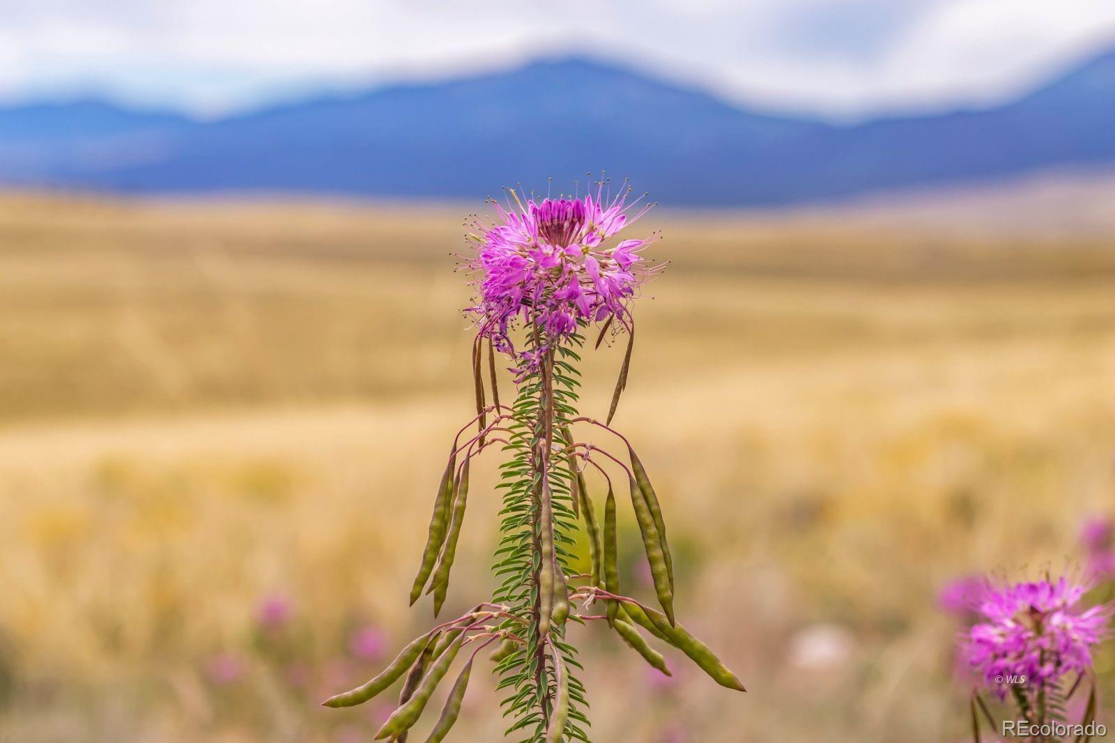2015 Kit Carson Road Westcliffe CO 81252