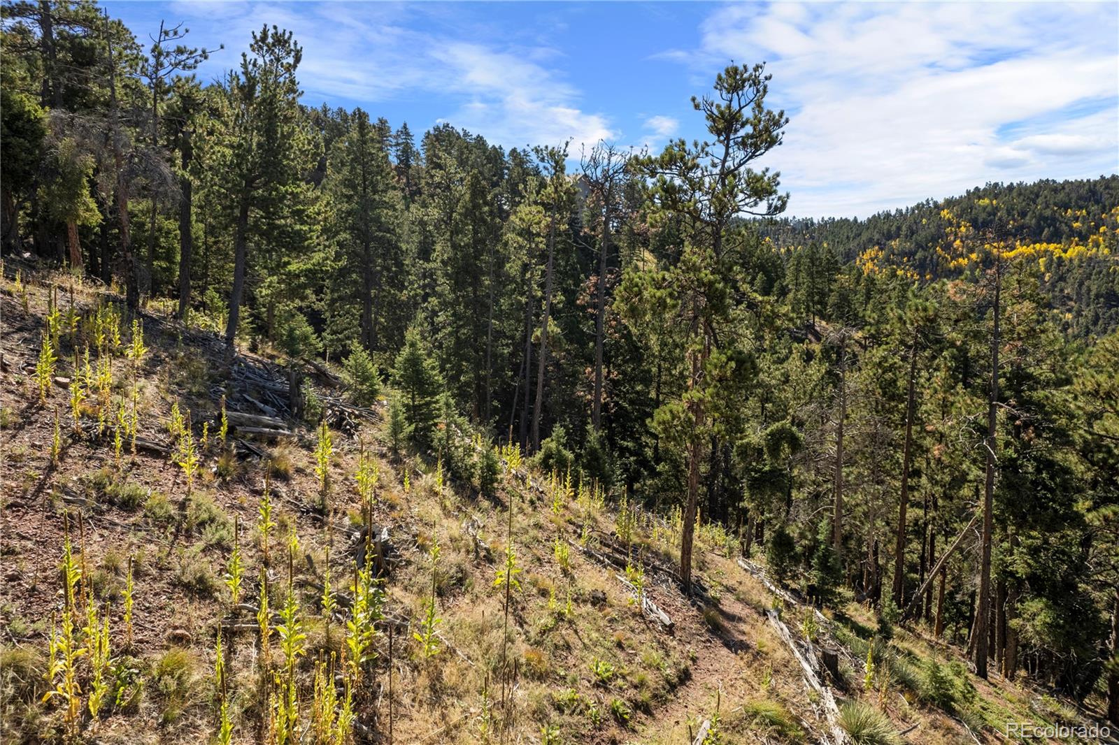 13126 Andiron Way Larkspur CO 80118