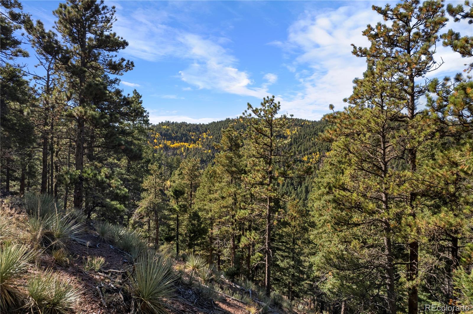 13126 Andiron Way Larkspur CO 80118