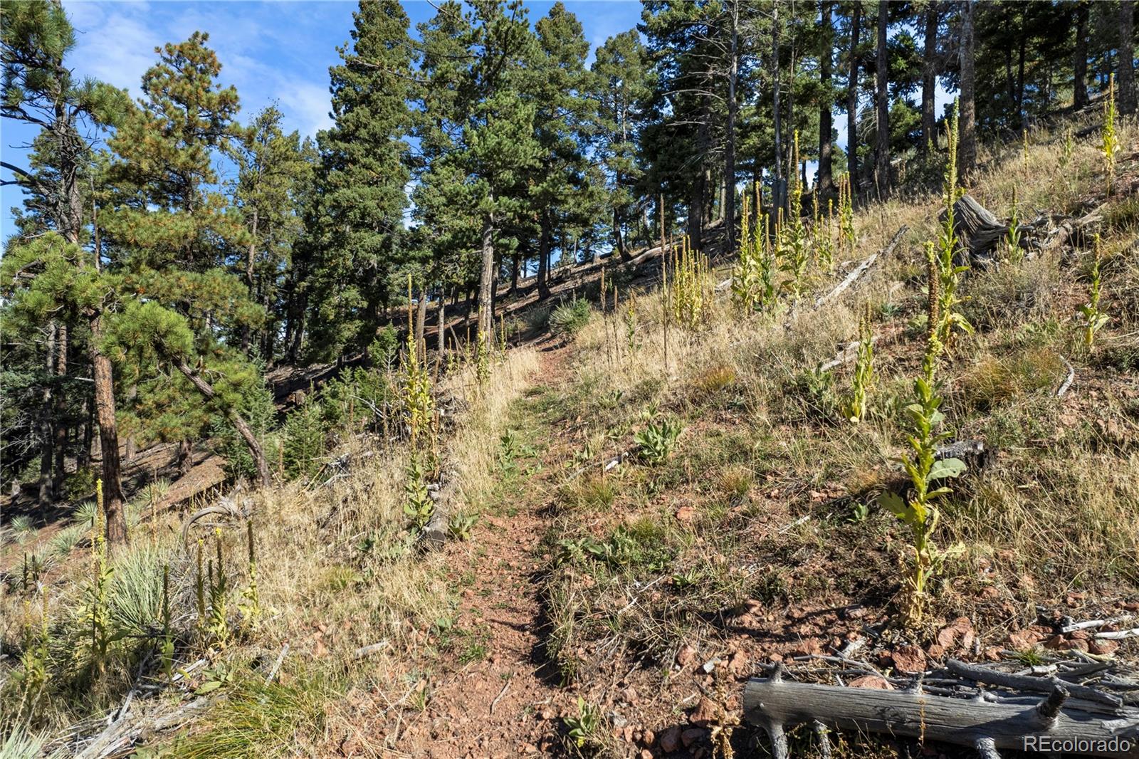 13126 Andiron Way Larkspur CO 80118