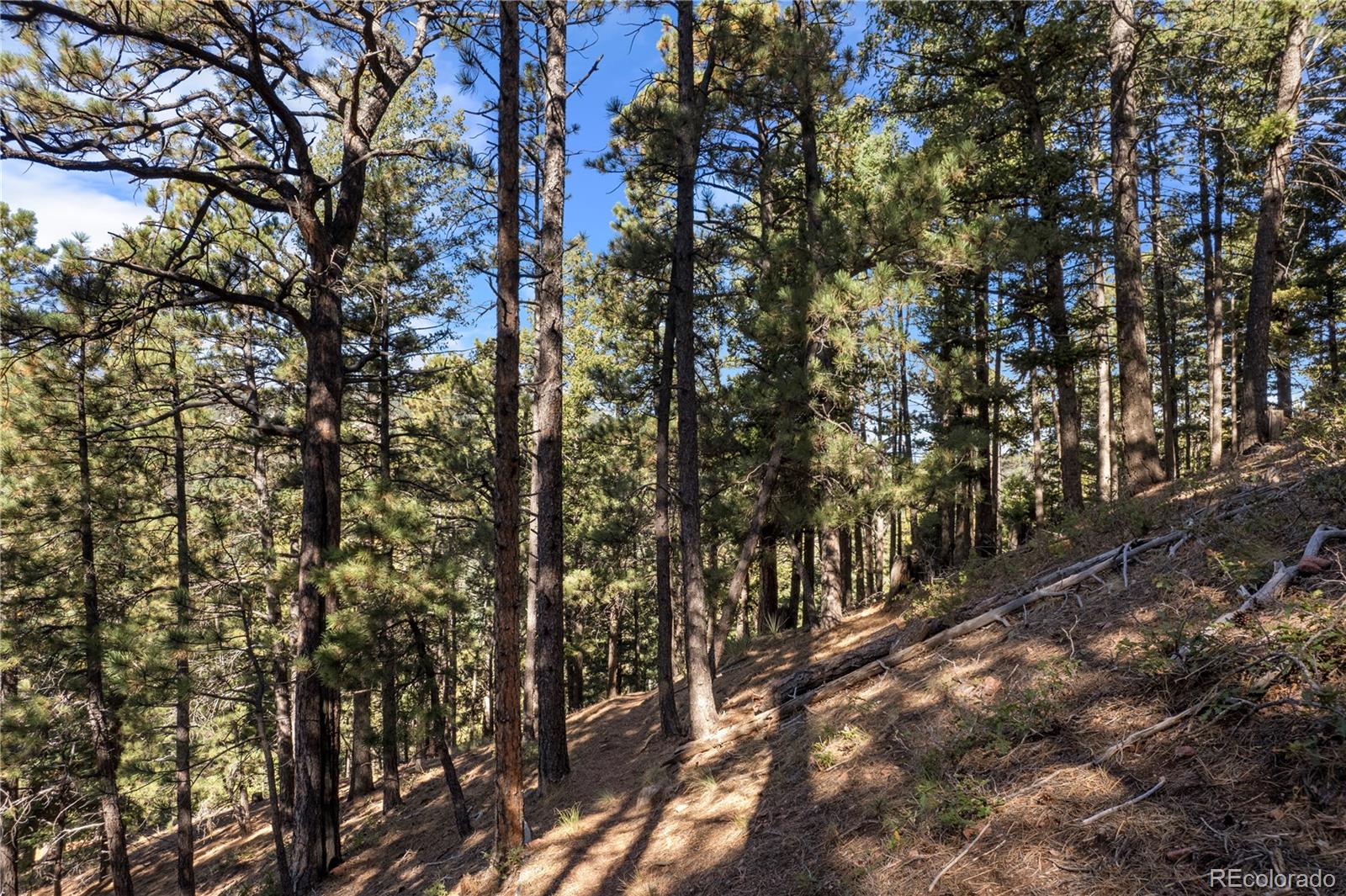 13126 Andiron Way Larkspur CO 80118