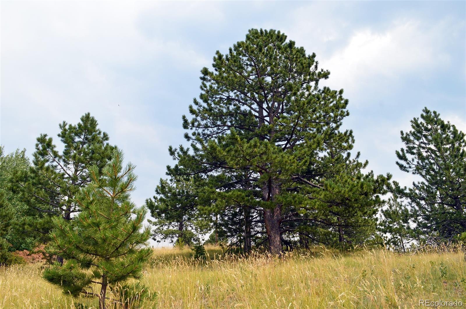 726 Copper Mountain Drive Cripple Creek CO 80813