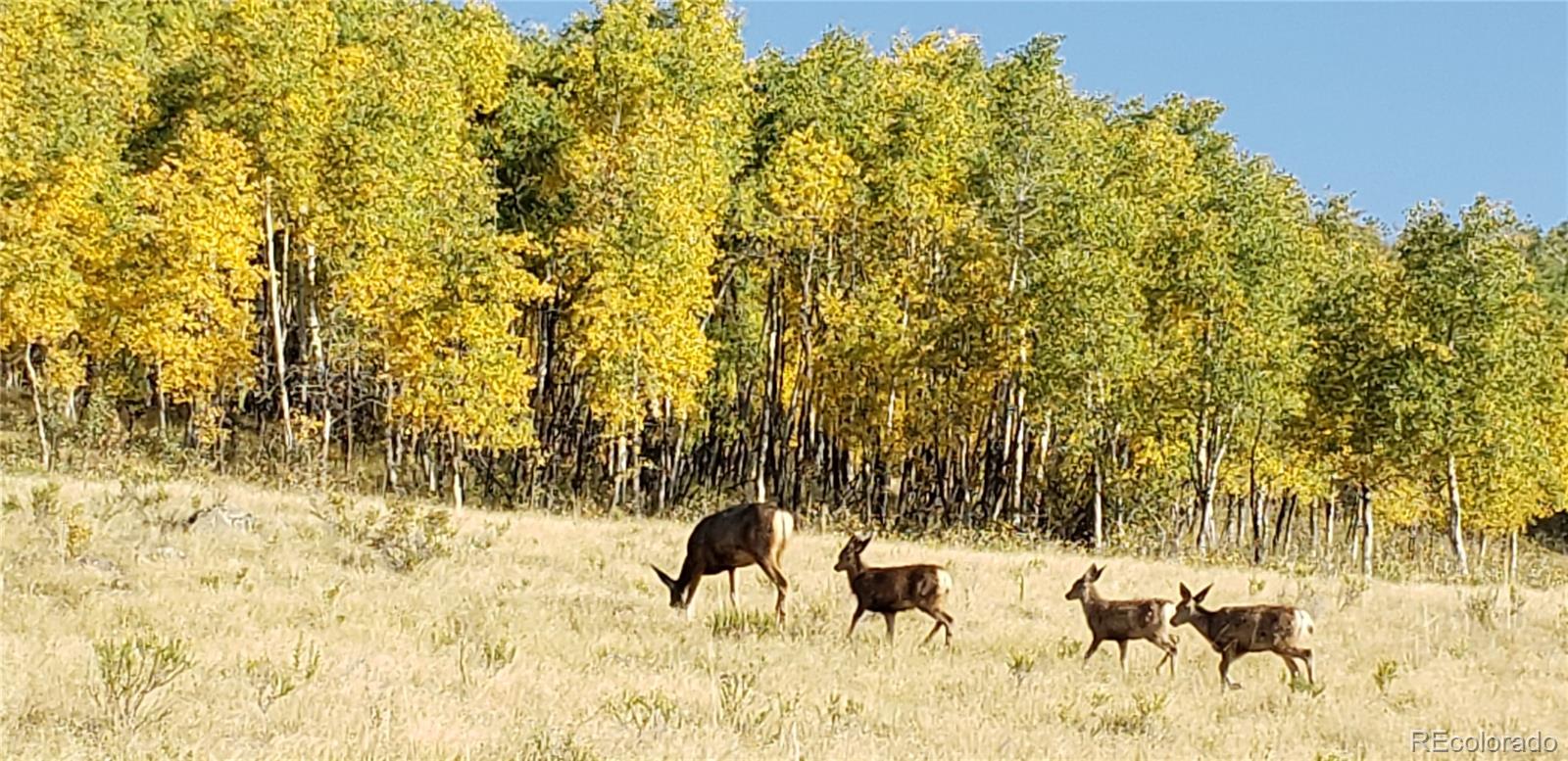 487 County Road 504 Bachelor Loop Creede CO 81130