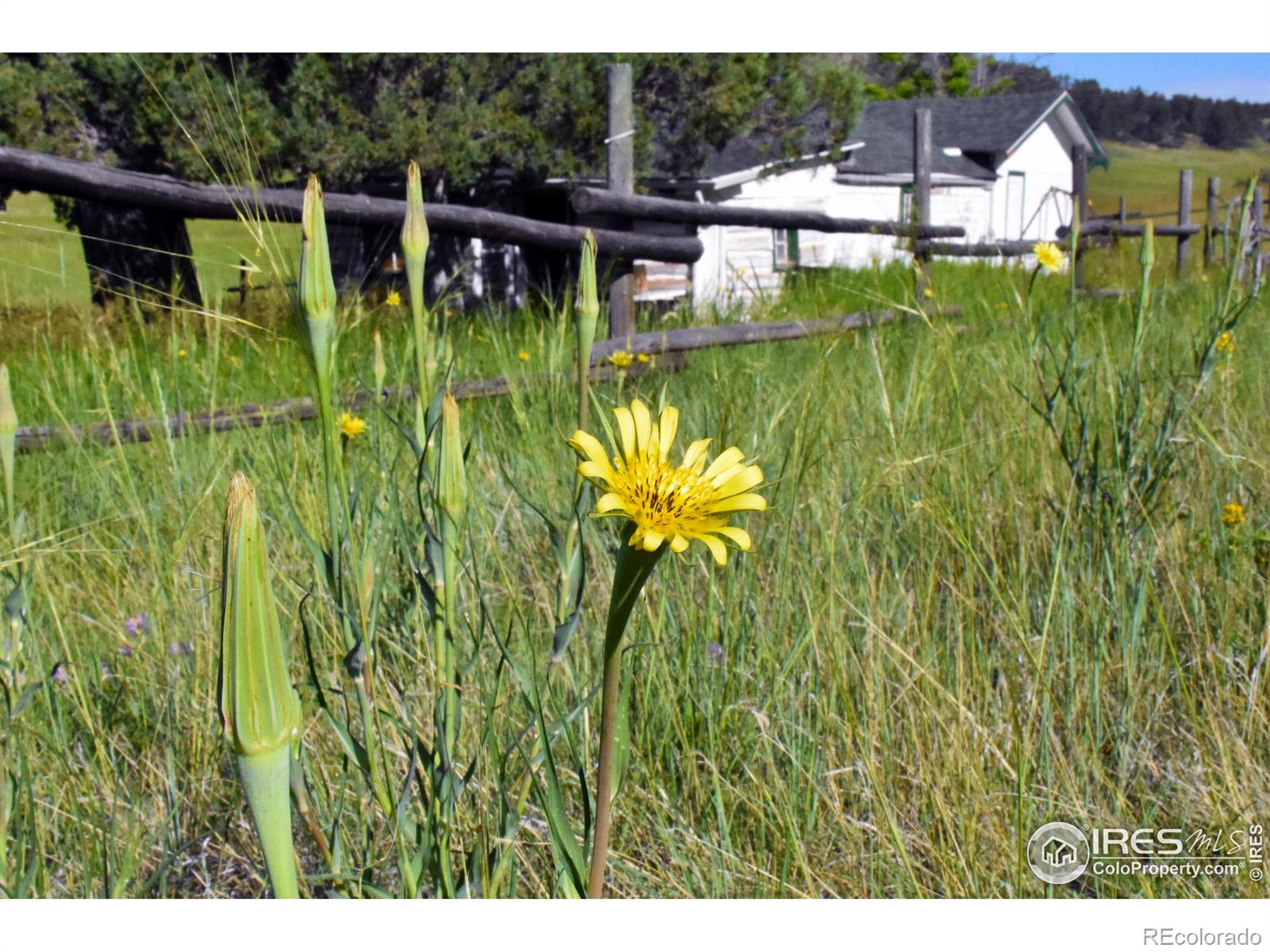 1364 Red Bluff Road Livermore CO 80536