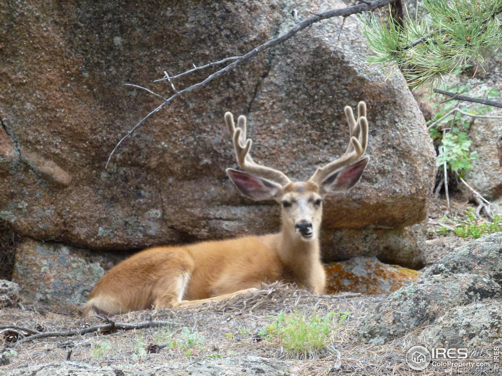 4 Fox Meadow Lane Red Feather Lakes CO 80545