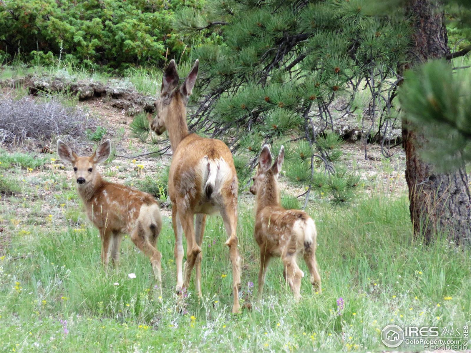4 Fox Meadow Lane Red Feather Lakes CO 80545