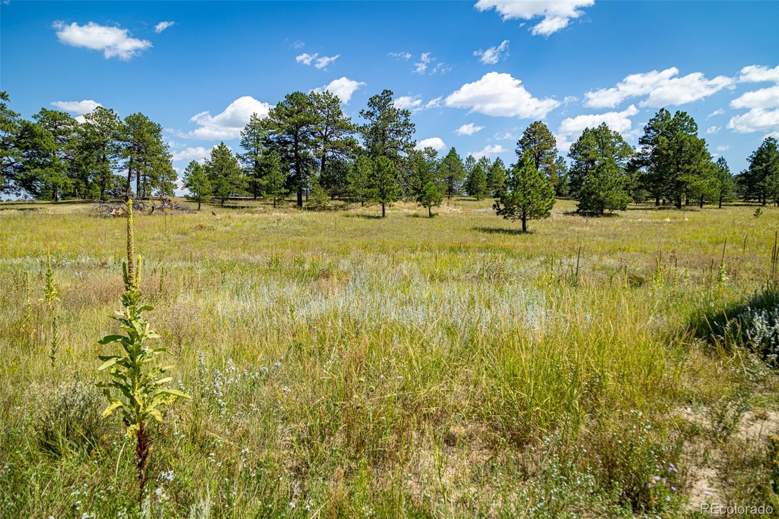 16759 Winsome Way Colorado Springs CO 80908