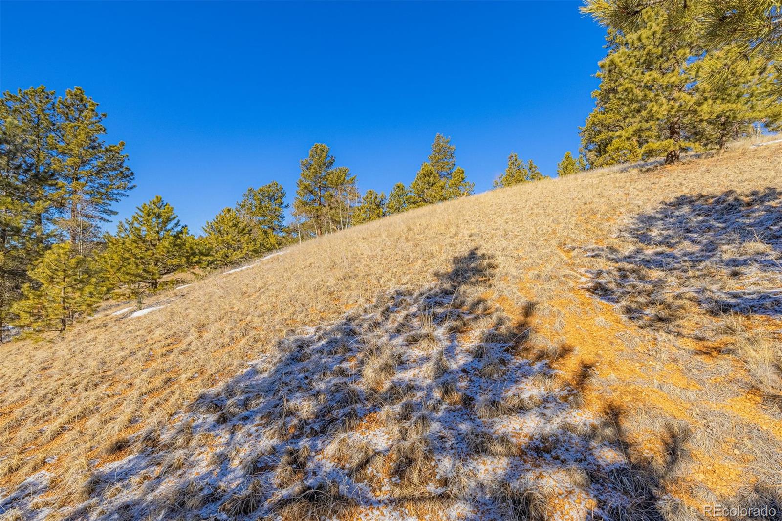 772 E Bison Creek Trail Florissant CO 80816
