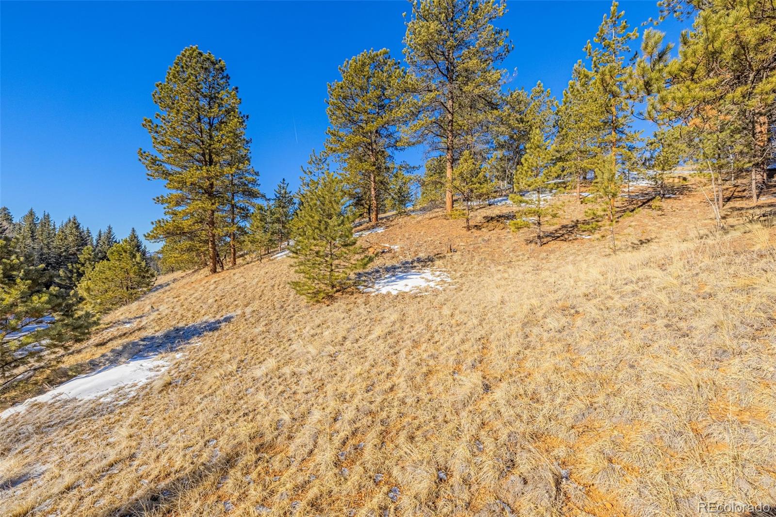 772 E Bison Creek Trail Florissant CO 80816