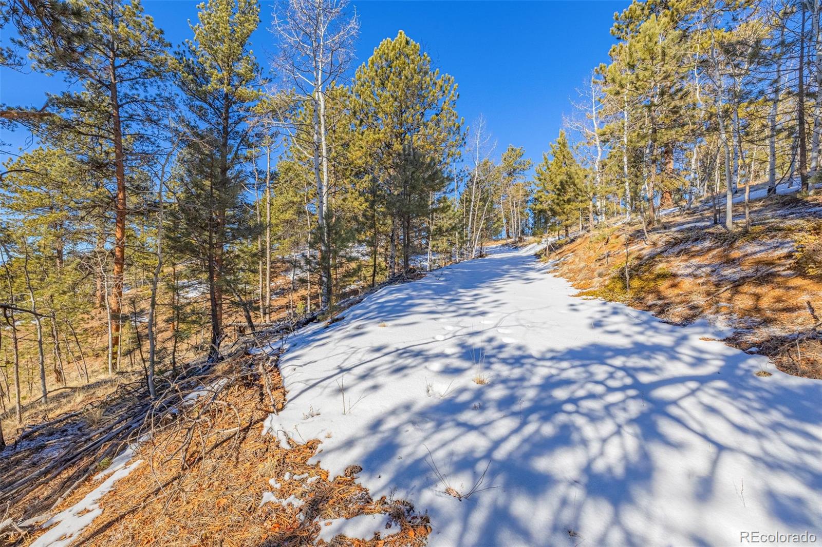 772 E Bison Creek Trail Florissant CO 80816