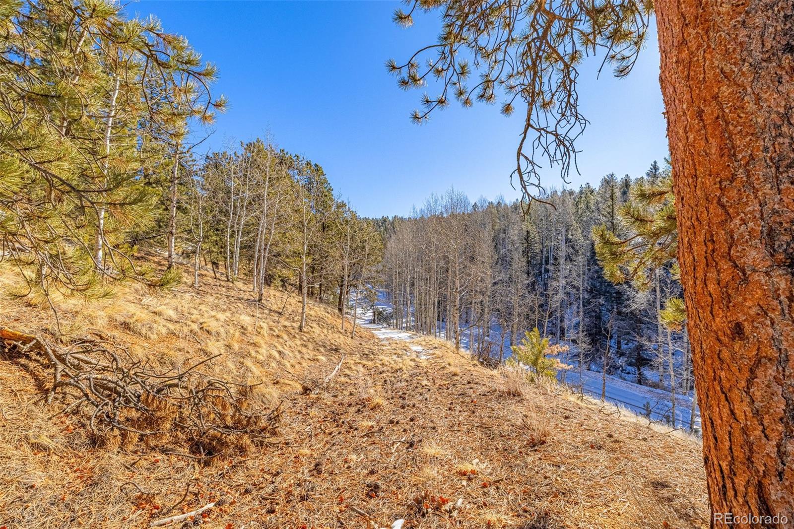 772 E Bison Creek Trail Florissant CO 80816