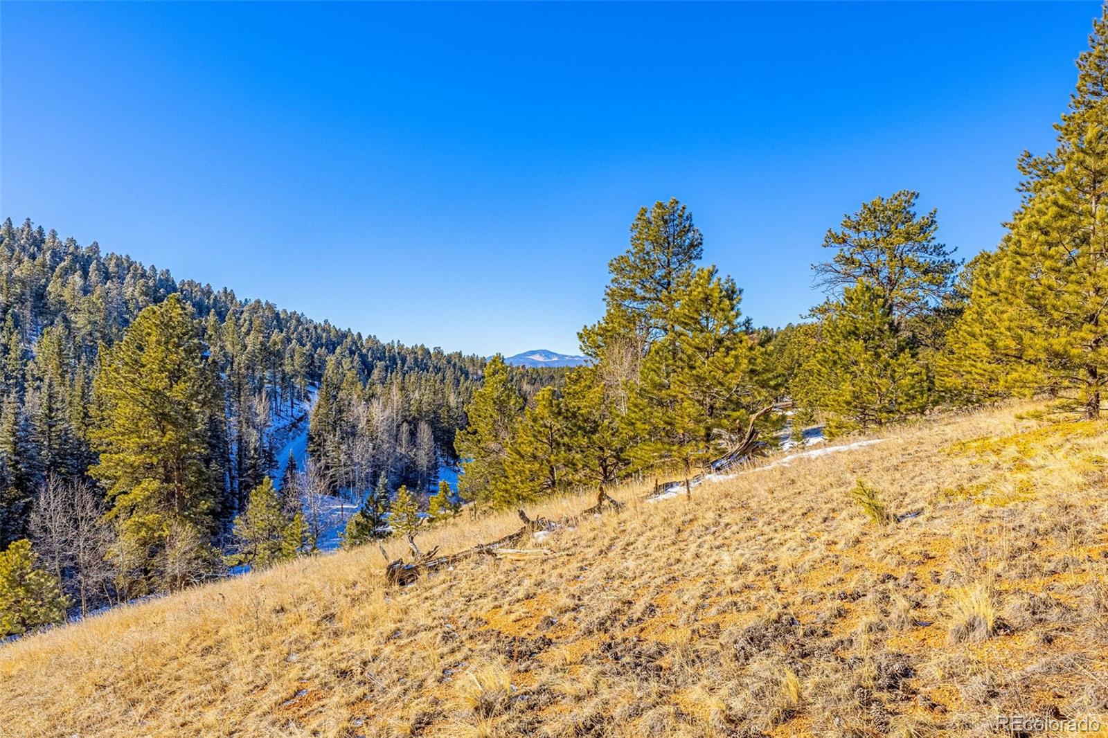 772 E Bison Creek Trail Florissant CO 80816