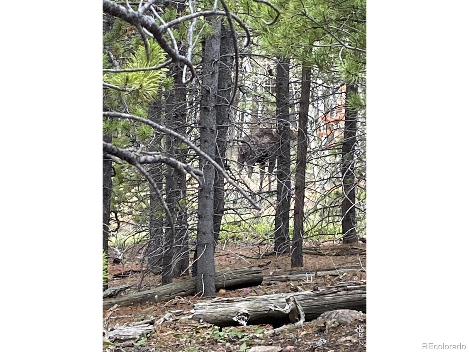 125 Penobscot Court Red Feather Lakes CO 80545