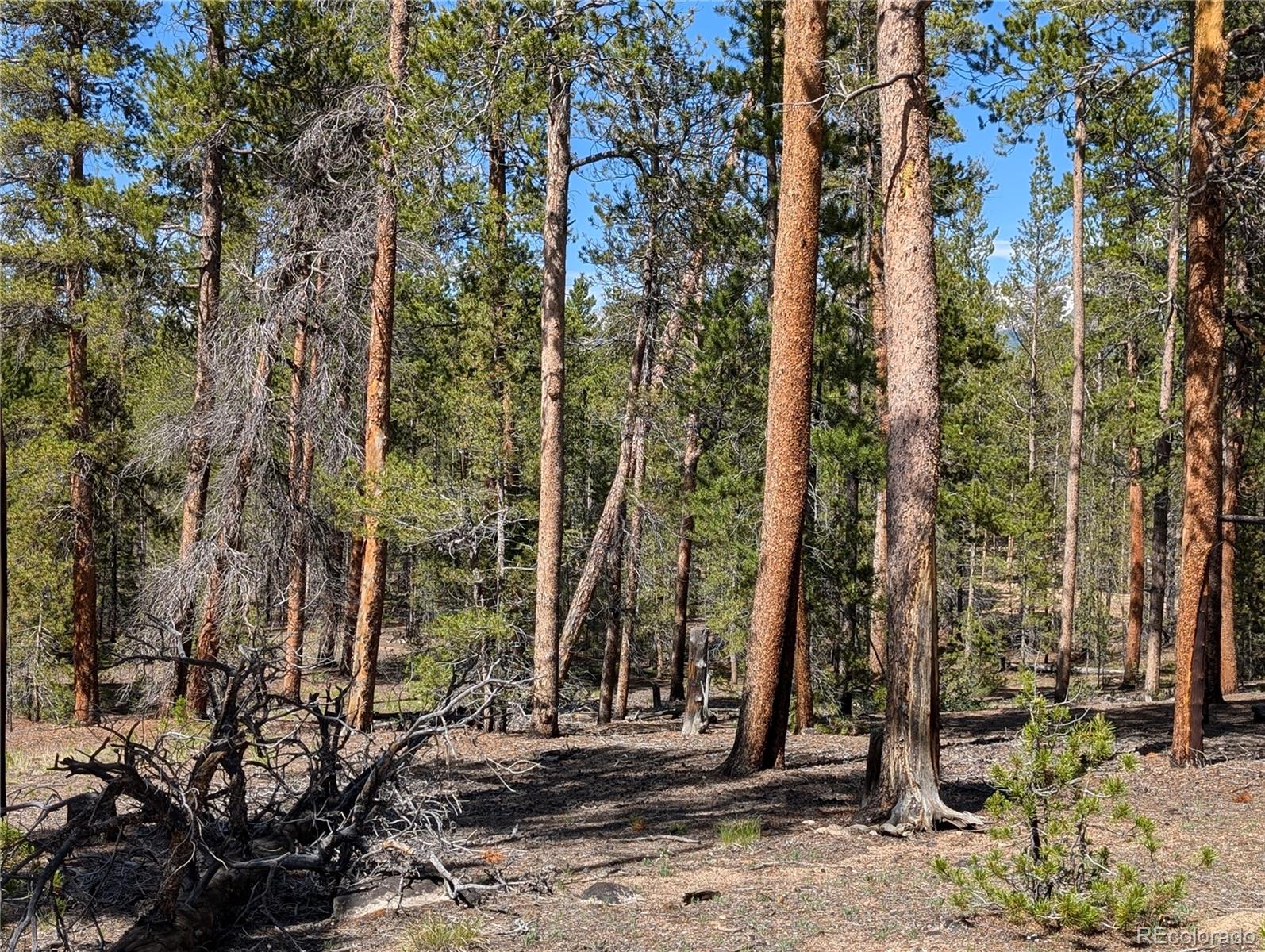 495 Birch Drive Twin Lakes CO 81251