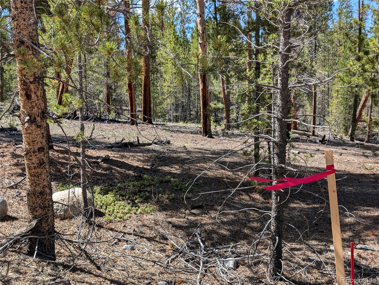 495 Birch Drive Twin Lakes CO 81251