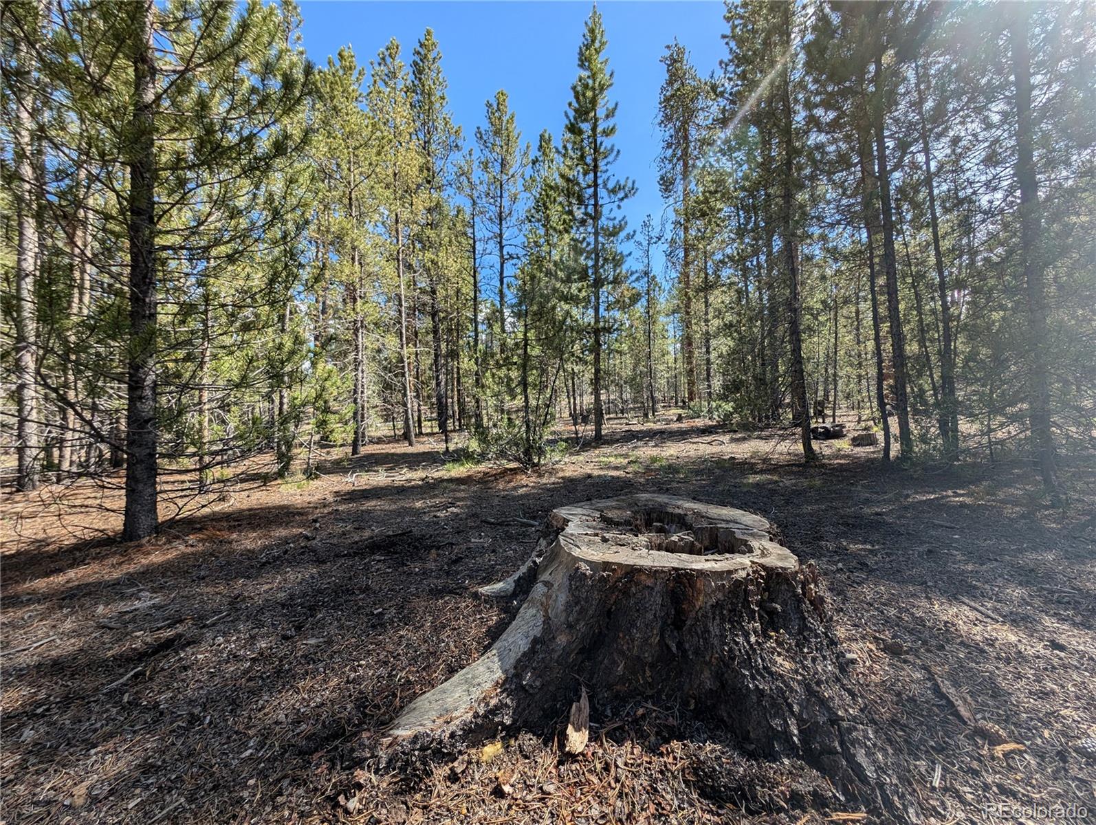 495 Birch Drive Twin Lakes CO 81251