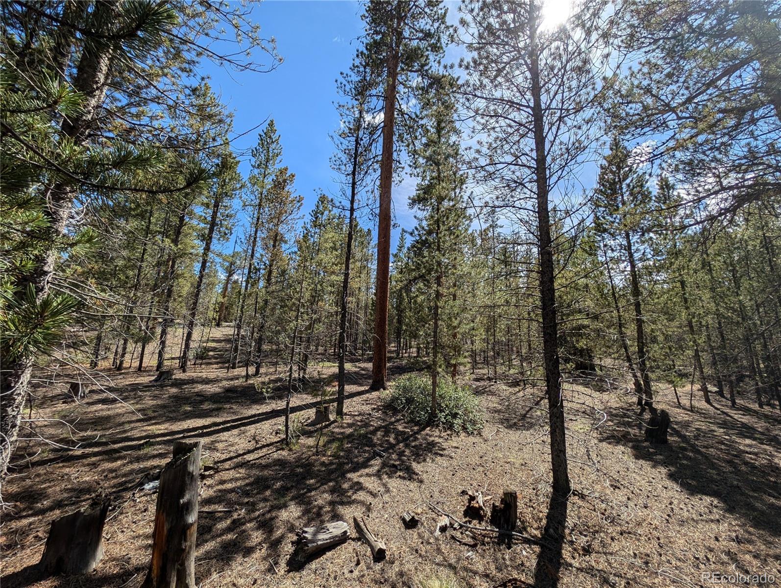495 Birch Drive Twin Lakes CO 81251