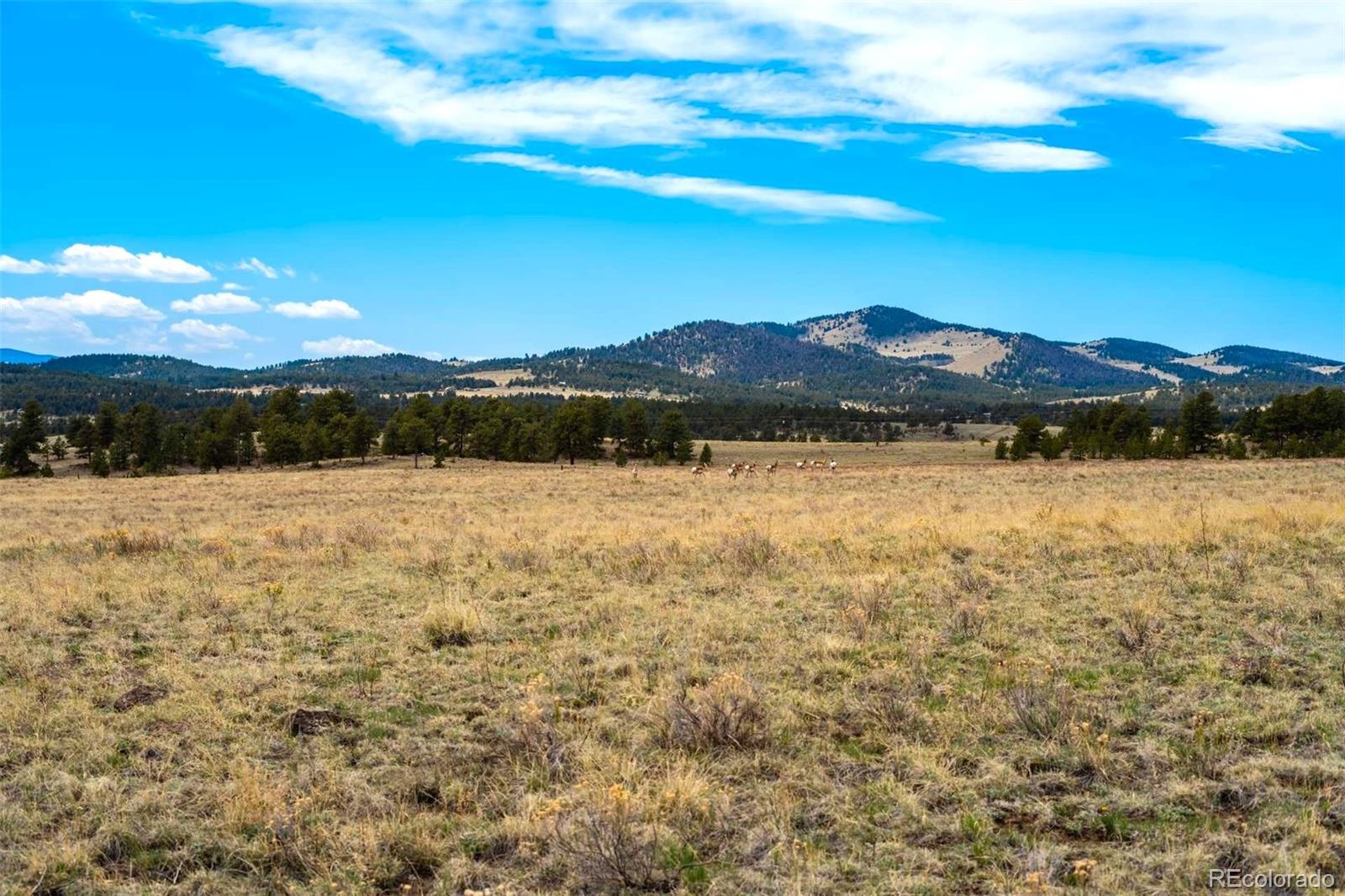129 Eagle Nest Trail Guffey CO 80820