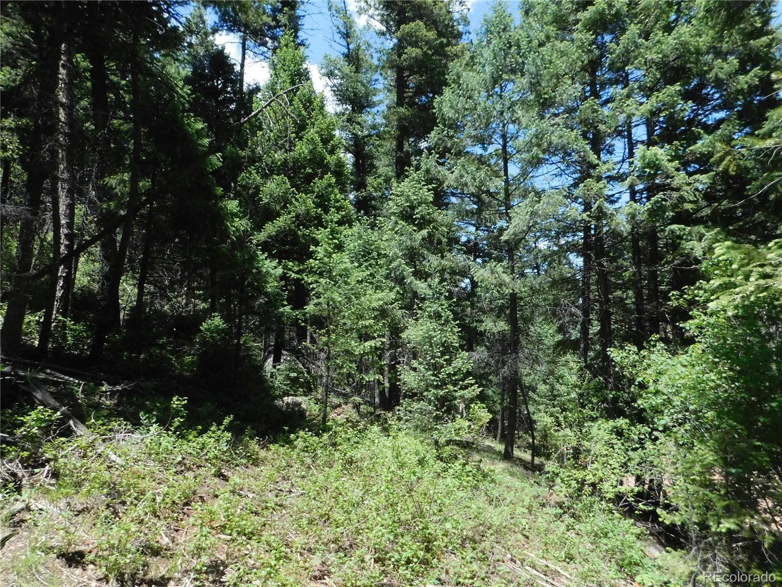 13175 Spruce Creek Circle Larkspur CO 80118