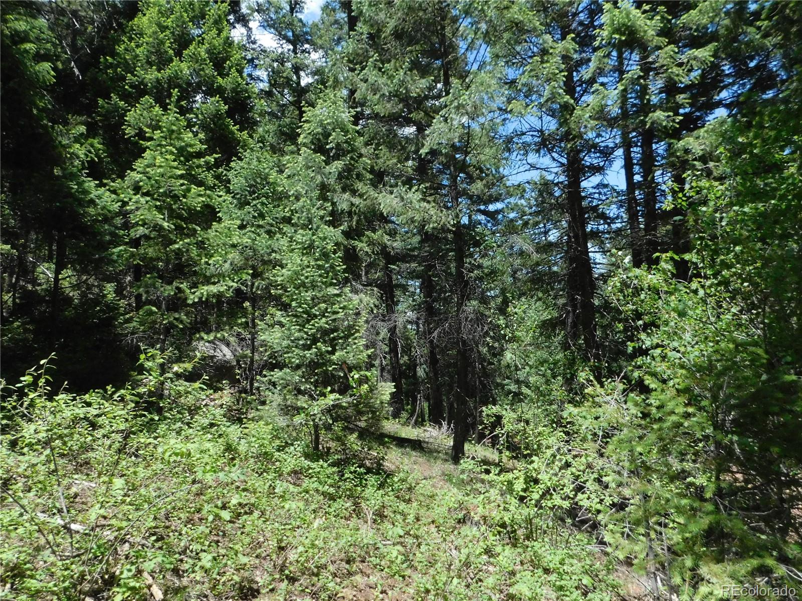13175 Spruce Creek Circle Larkspur CO 80118