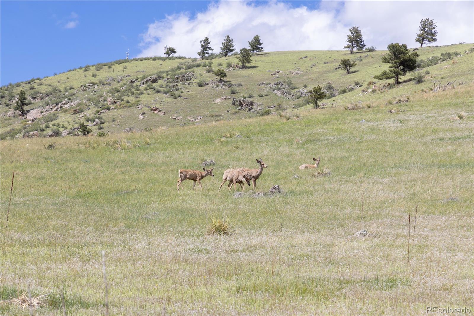 3600 Blue Mountain Trail Lyons CO 80540