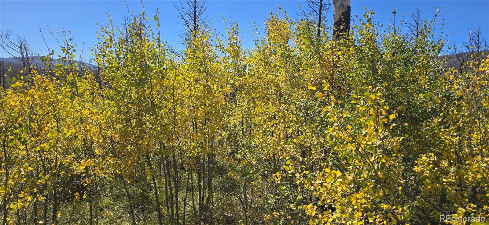 Lot 1684 Emery Loop Fort Garland CO 81133