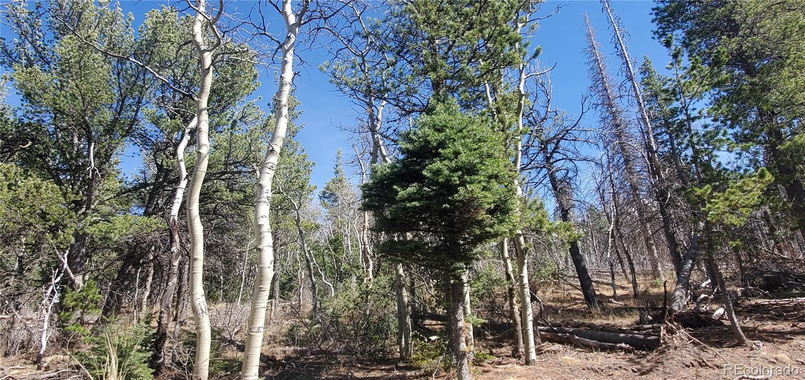 Lot 2560 Grojean Drive Fort Garland CO 81133