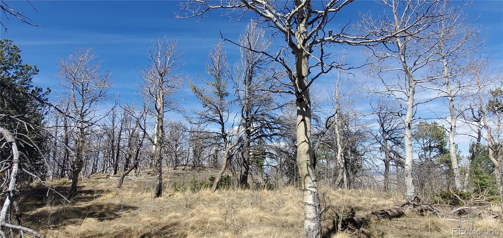 Lot 2560 Grojean Drive Fort Garland CO 81133