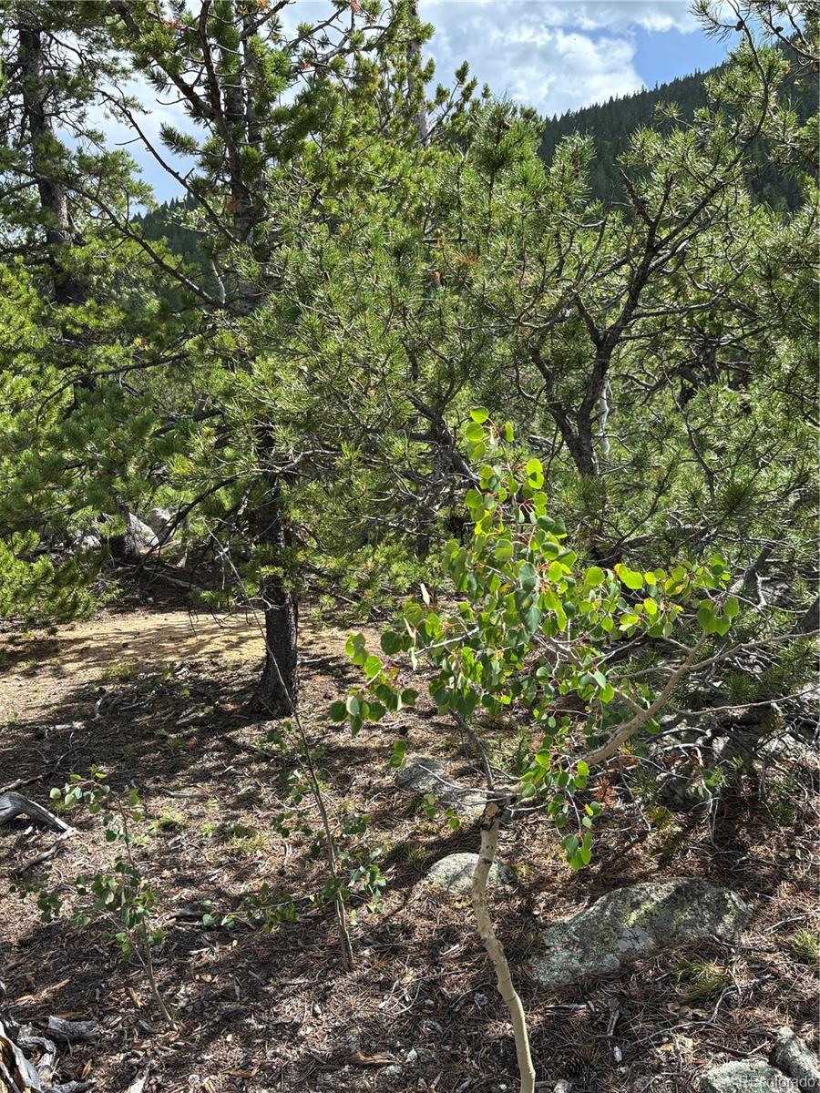 850 Lupine Place Black Hawk CO 80422