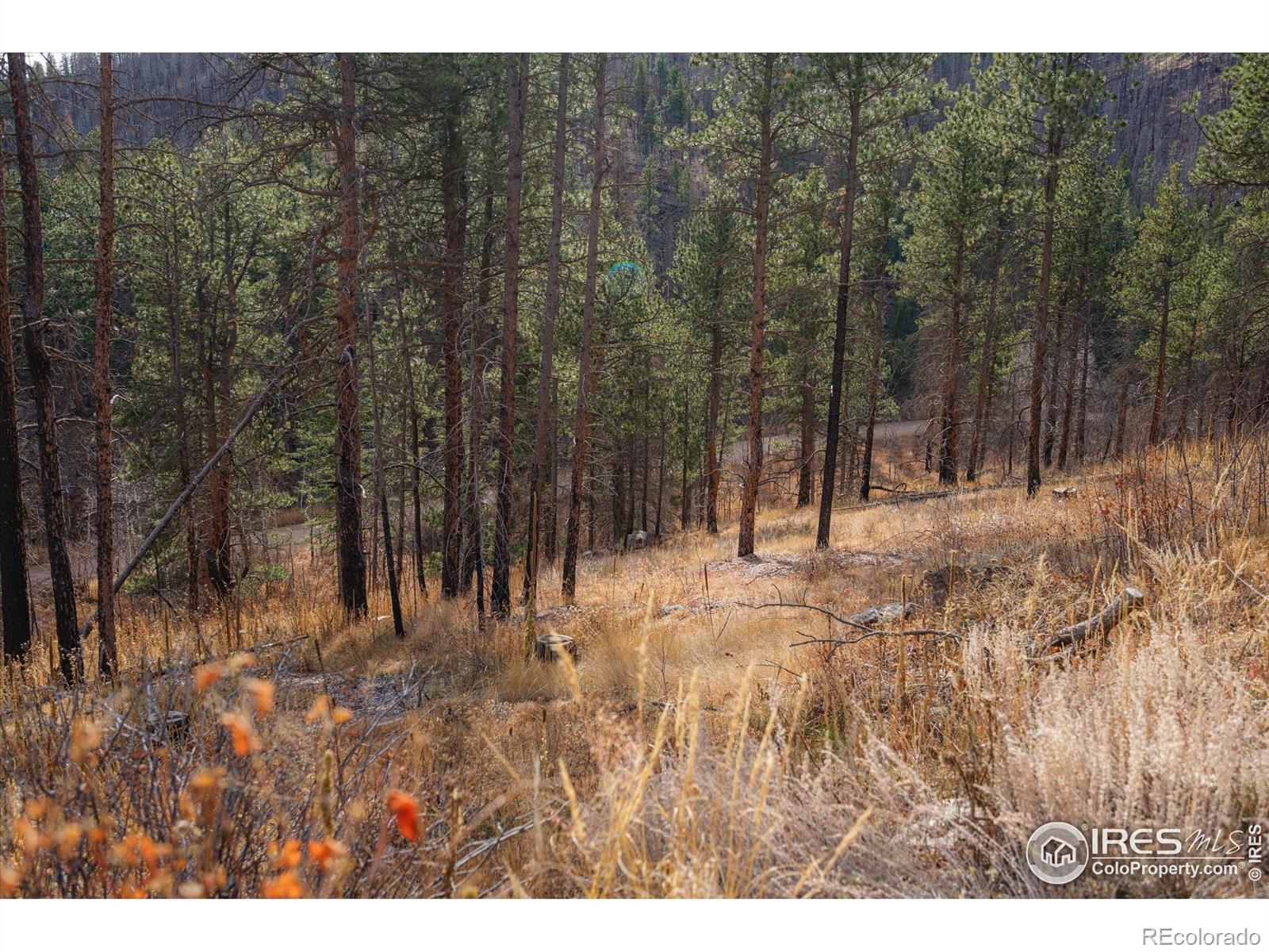 0 Cougar Circle Court Bellvue CO 80512
