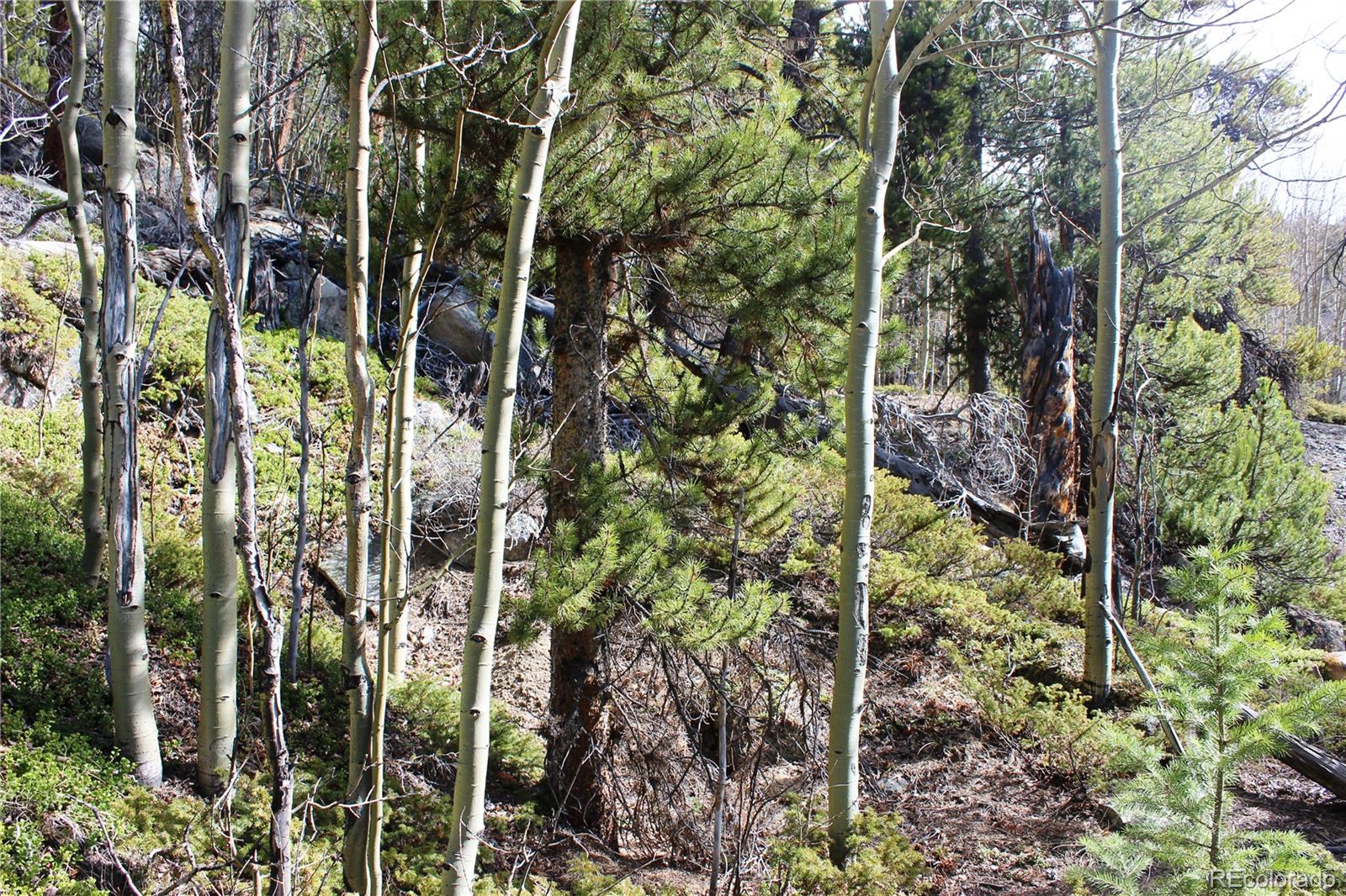 4-2 Lamertine Road Idaho Springs CO 80452