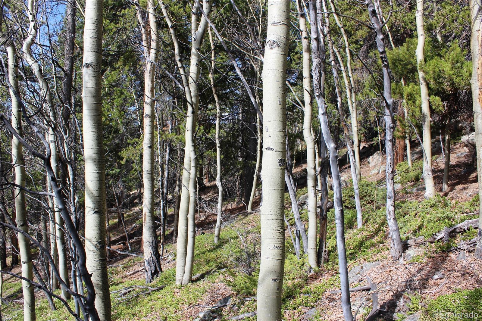 4-2 Lamertine Road Idaho Springs CO 80452