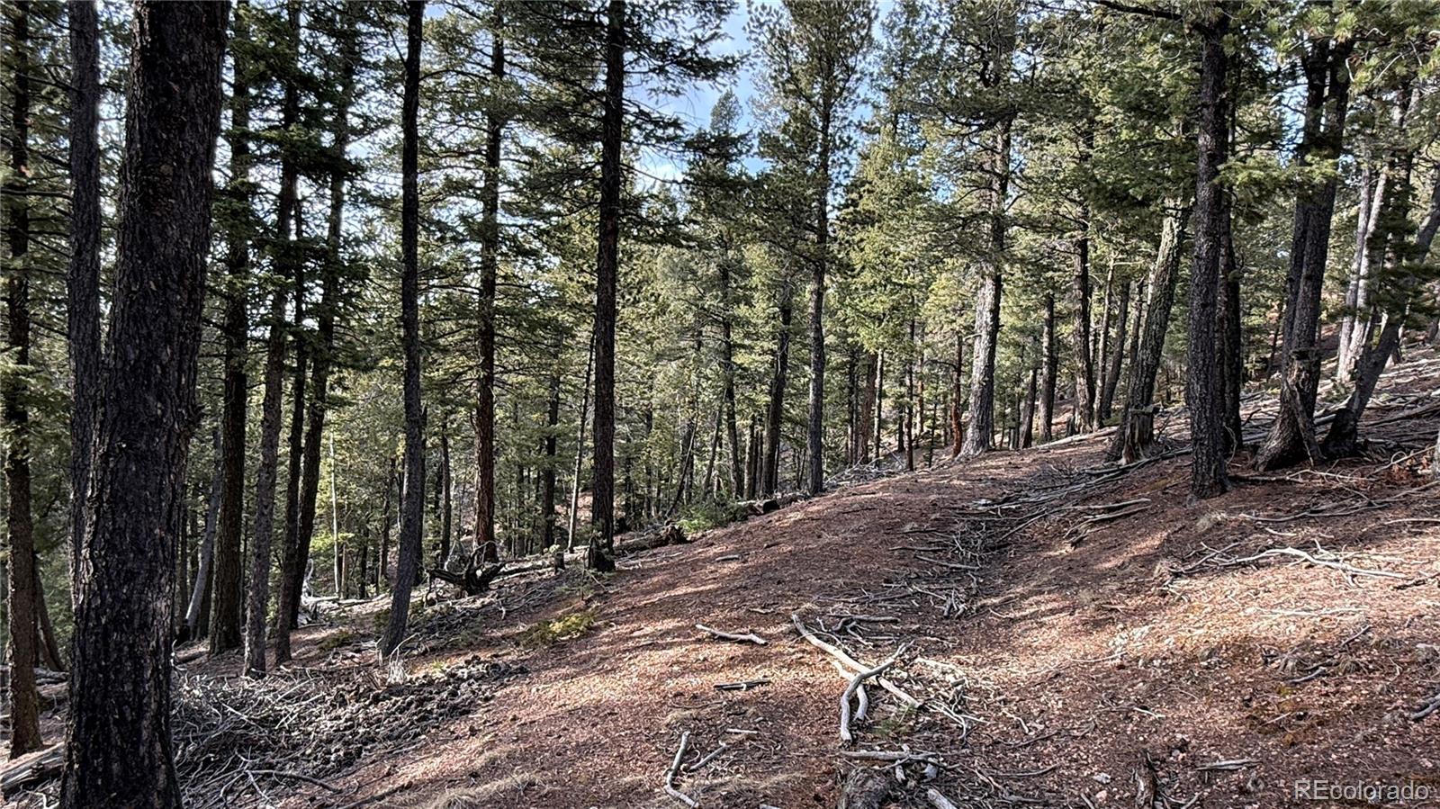 461 Paradiso Road Divide CO 80814