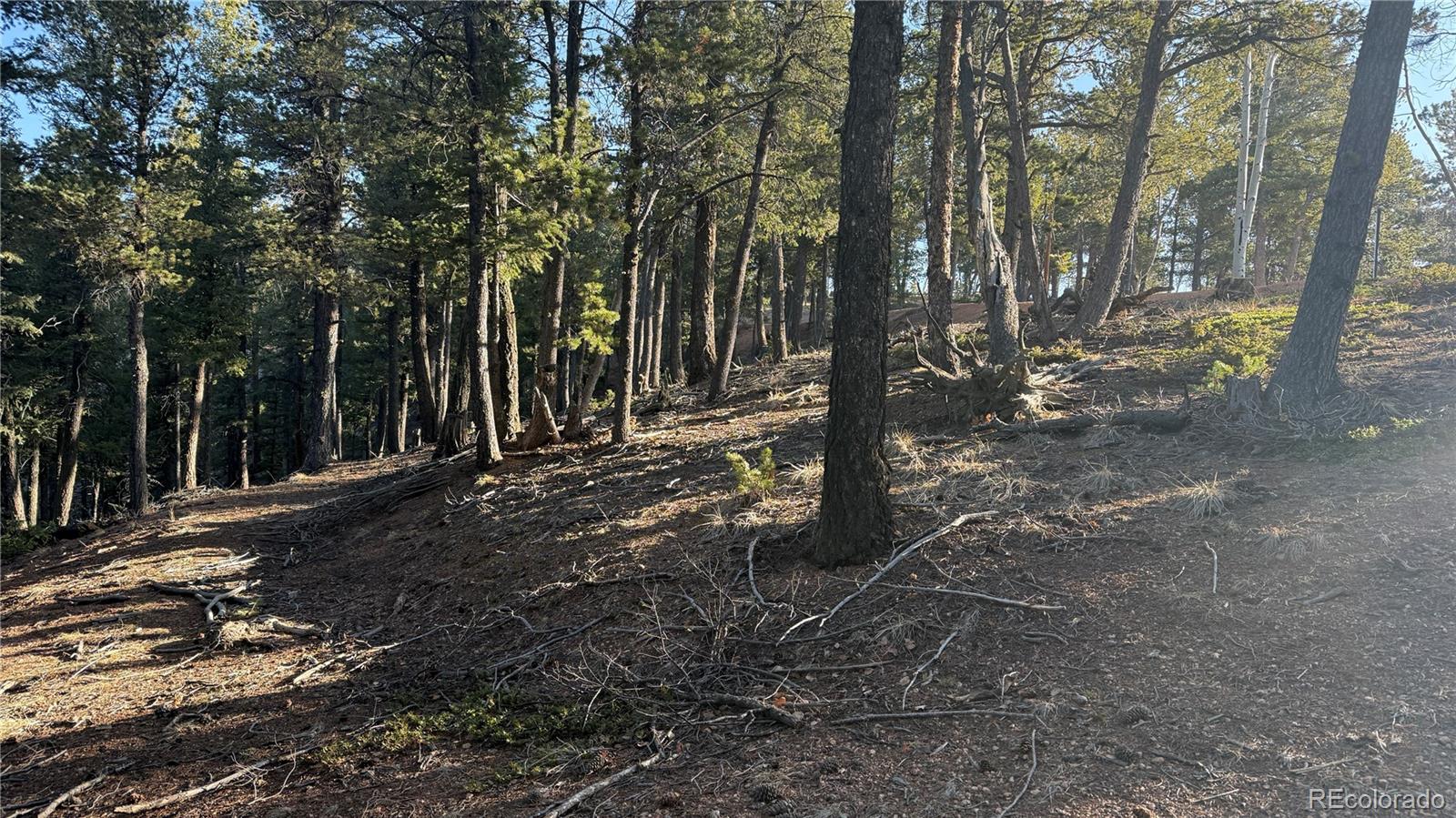 461 Paradiso Road Divide CO 80814