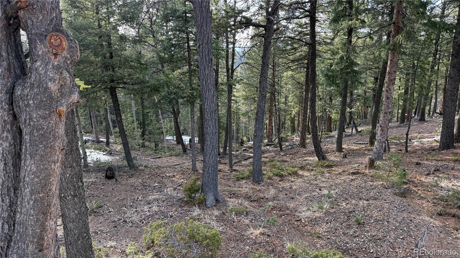 461 Paradiso Road Divide CO 80814