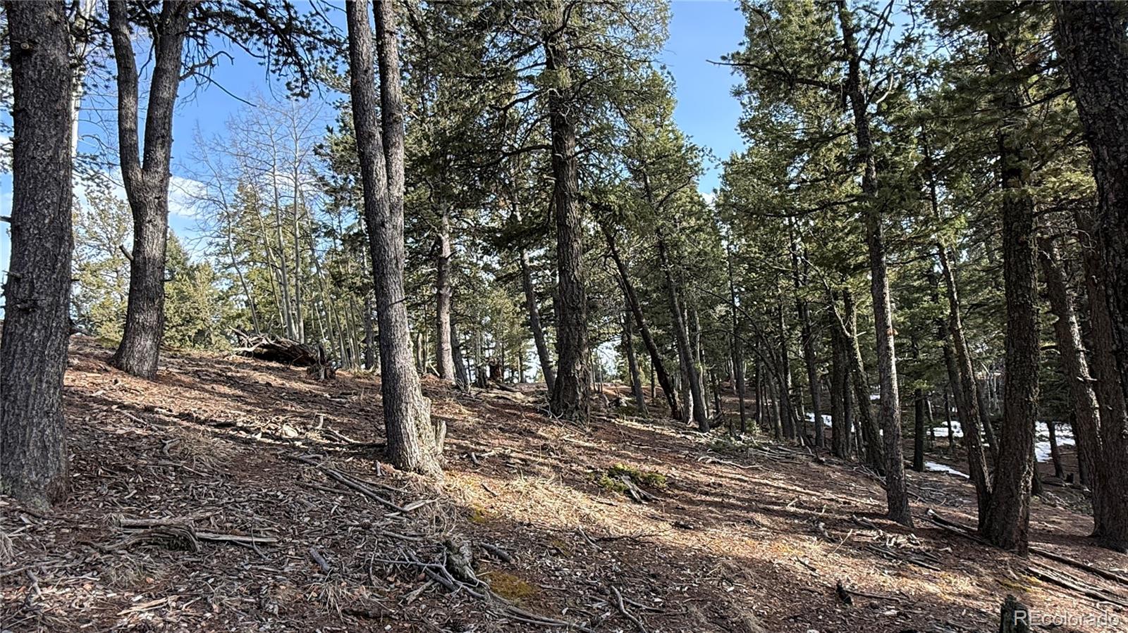 461 Paradiso Road Divide CO 80814