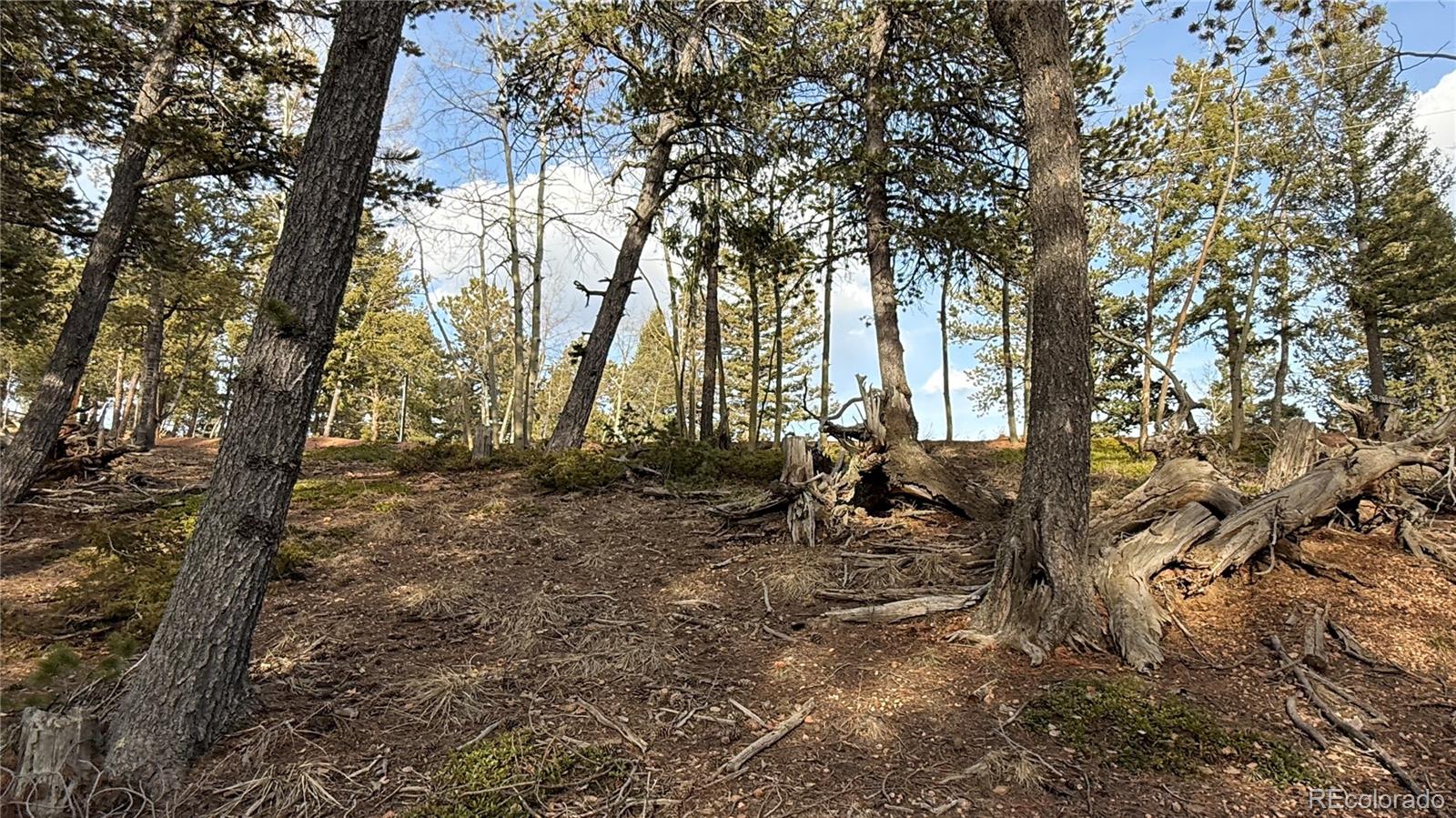 461 Paradiso Road Divide CO 80814