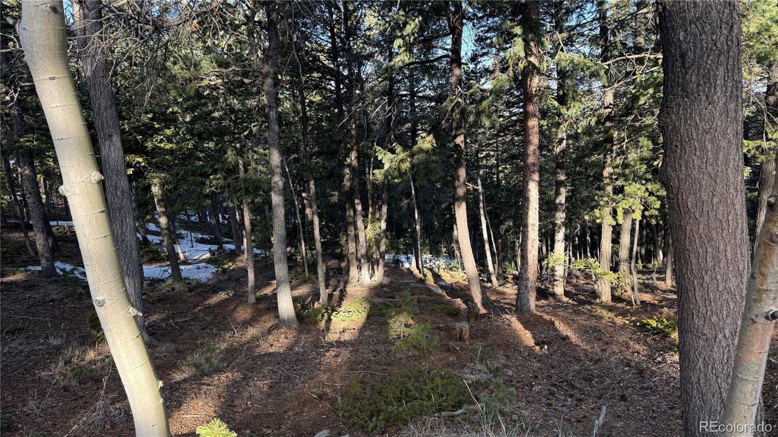 461 Paradiso Road Divide CO 80814
