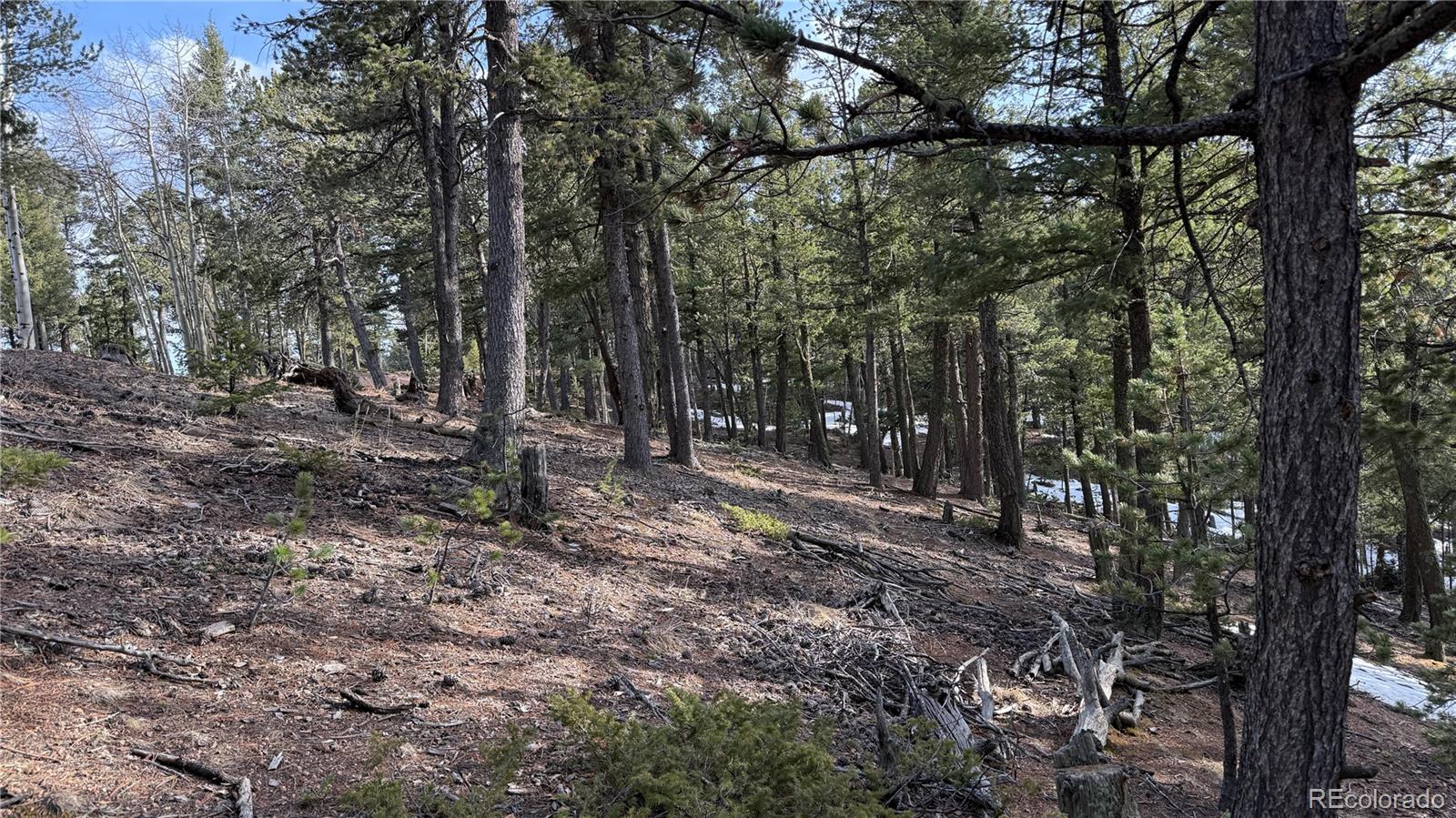 461 Paradiso Road Divide CO 80814