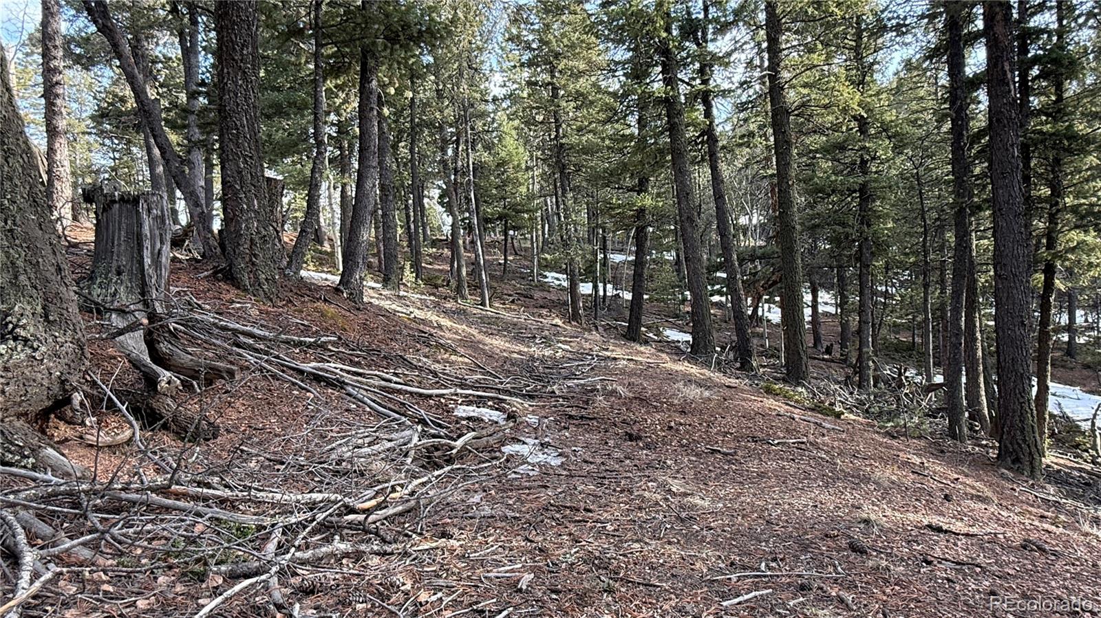 461 Paradiso Road Divide CO 80814