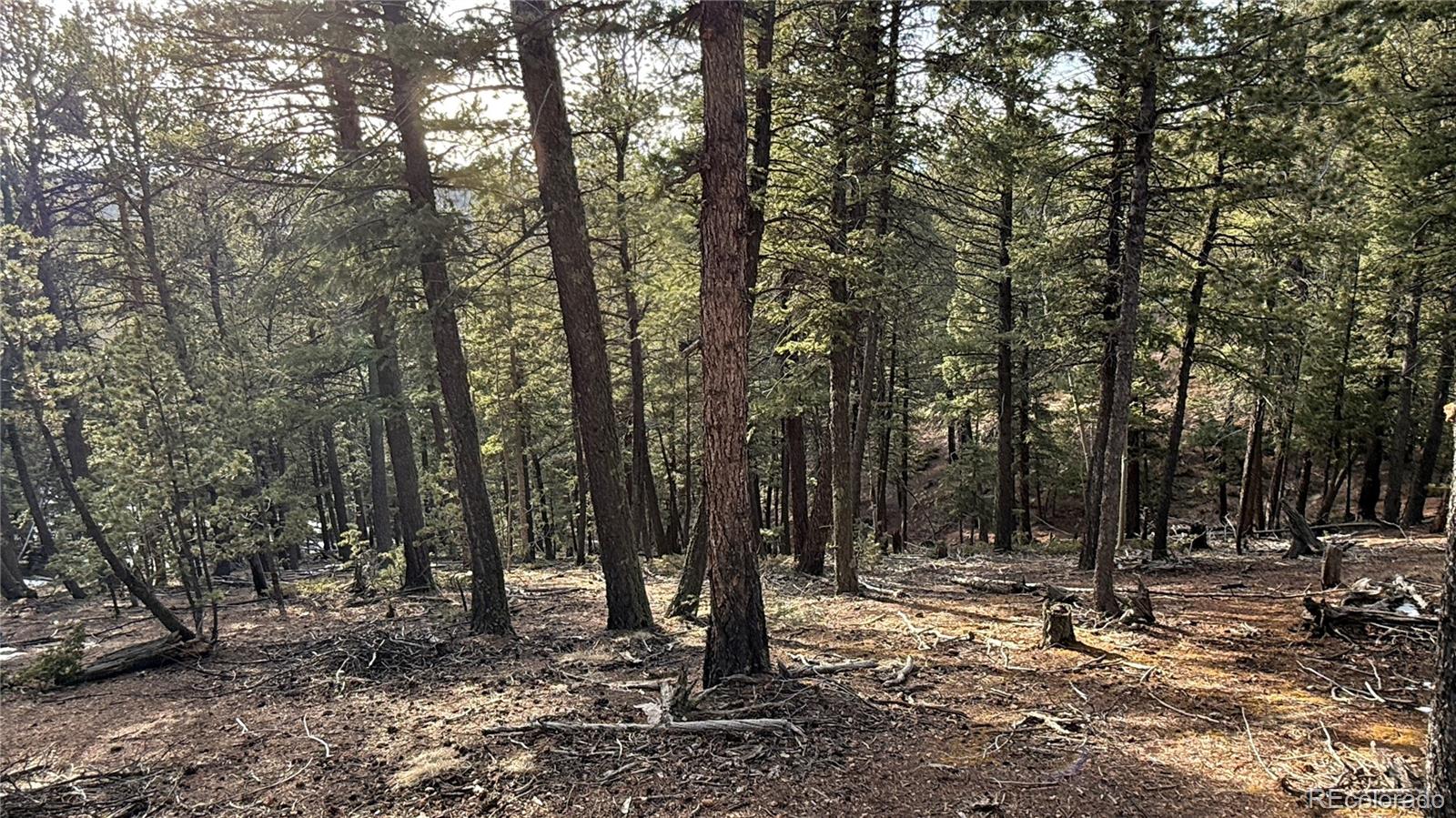 461 Paradiso Road Divide CO 80814