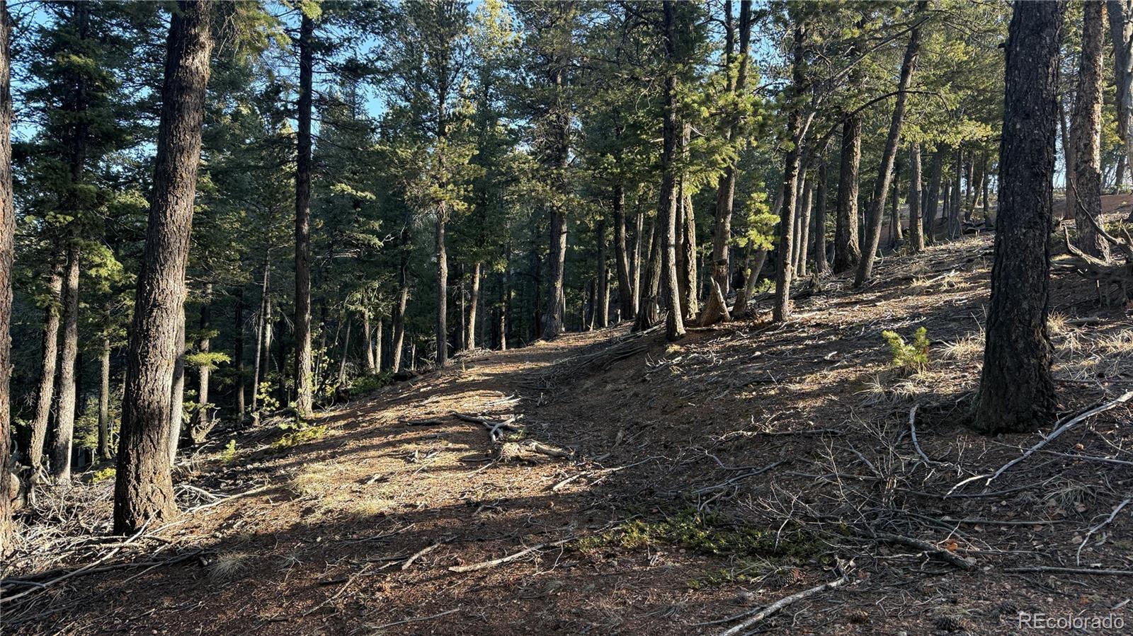 461 Paradiso Road Divide CO 80814