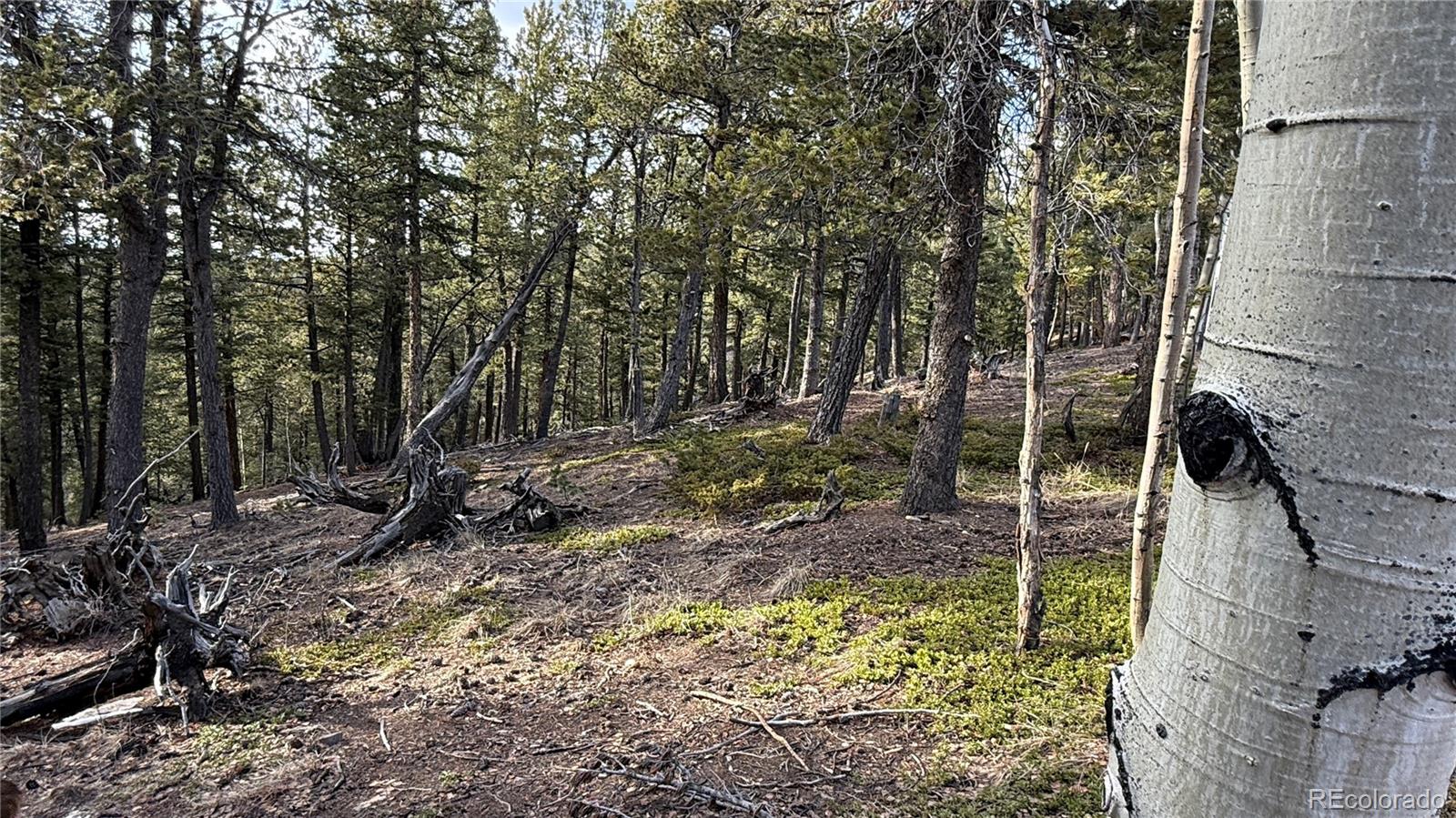 461 Paradiso Road Divide CO 80814