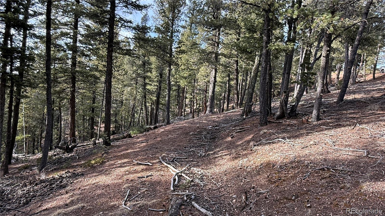 461 Paradiso Road Divide CO 80814