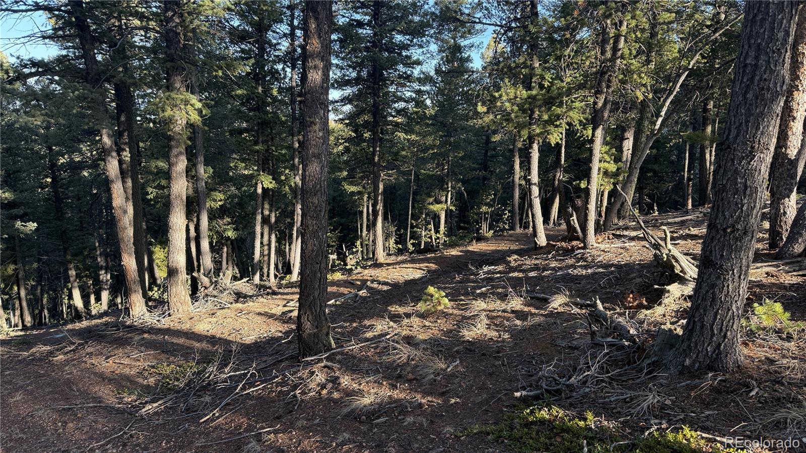 461 Paradiso Road Divide CO 80814